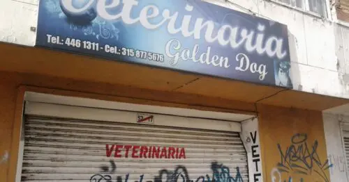 VETERINARIA GOLDEN DOG VETERINARIA GOLDEN DOG